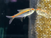 Amapa tricolor lamp